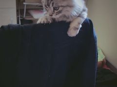 -Bastet sally猫舍购宠(静安店)