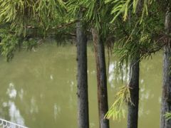 -玉苍山国家森林公园