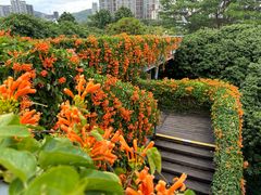 -香蜜公园