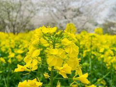 -苏州上方山国家森林公园