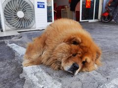 -小龙大肉面馆