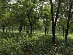 景点-官港森林公园