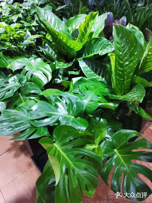 长春青怡坊鲜花批发(青怡坊花鸟市场店)图片