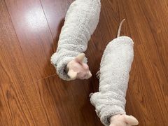 -团子家猫咪猫咖馆·柯基·柯尔鸭