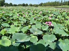 -羊亭河湿地公园