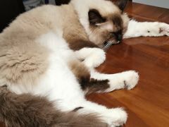 -瑞派紫金宠物医院24小时·骨科·中兽医·重症转诊中心(番禺大石院)