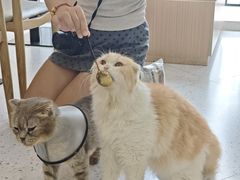 -喵园·猫主题咖啡厅·撸猫·猫咖(国贸店)