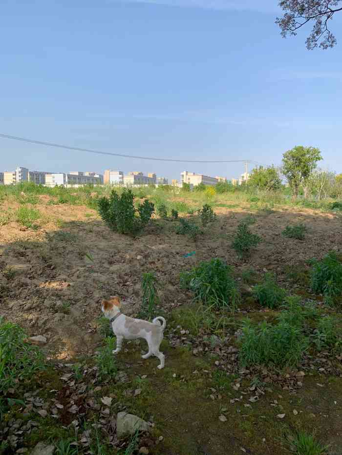 黄泥山遗址-"每年一次来这里,风景不错四面环水,地理位.