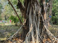 -中国科学院西双版纳热带植物园