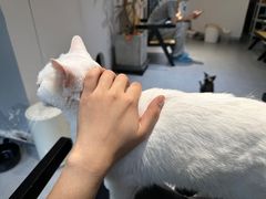 -琪喵猫屋·撸猫猫咖·猫舍