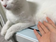 -伟伟宠物医院·瑞派猫友好医院·猫科(光谷店)