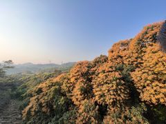 -深圳仙湖植物园