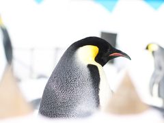 -大连老虎滩海洋公园