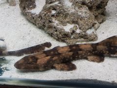 -太平洋海底世界