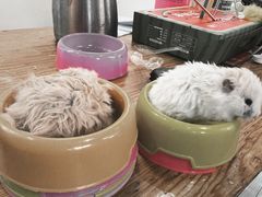 -猫小院猫主题餐厅(南锣旗舰店)