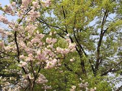 -武汉大学-樱园