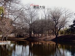 -上海共青森林公园