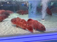 -盒马X会员店(上海森兰商都店)