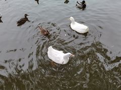 -团结湖公园