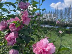 -前小桔亲子创意农场·草莓采摘·露营烧烤