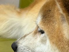 -是阿柴呀！柴犬咖啡·爱喵喵猫咖