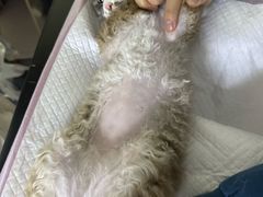 -瑞派蒂凯宠物医院·心脏科·口腔科·皮肤科