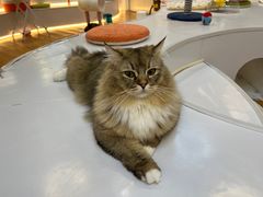 -COLOR PETS 撸猫馆·购猫·猫咖(长风大悦城店)
