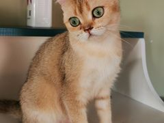 -东方名猫馆·英短金渐层布偶猫舍(环线广场1号楼店)