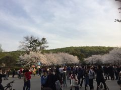 -武汉大学-樱园