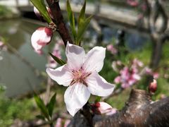 -南汇桃花村