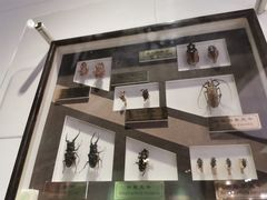 -上海昆虫博物馆