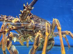 -青岛海景花园大酒店·白果树餐厅青岛菜