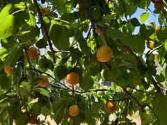 -昌平兴寿秀秀草莓采摘园