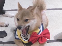 -逗柴咖啡屋·狗咖猫咖宠物桌游