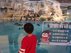 -帝企鹅自助餐厅•儿童岛•真企鹅(长隆企鹅酒店)