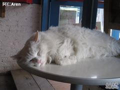 -Babycat私家御饼屋(龙头路一店)