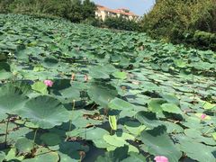 -艾溪湖湿地公园