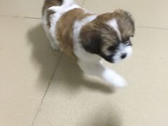 -创凡宠物医院·骨专科  猫科中心(西乡分院)