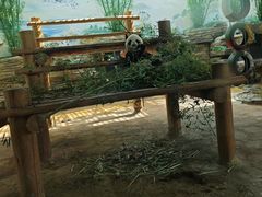 -西霞口神雕山野生动物世界