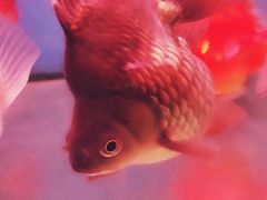 -桂林市花鸟市场