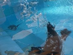 -帝企鹅自助餐厅•儿童岛•真企鹅(长隆企鹅酒店)