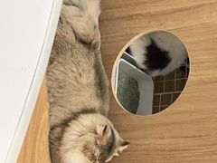 -COLOR PETS 撸猫馆·购猫·猫咖(长风大悦城店)
