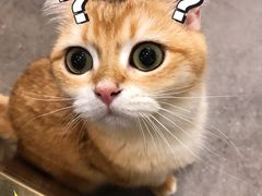 -飞行喵MR PILOT|猫舍·猫咖(静安大融城店)