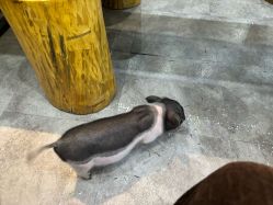 -神奇动物撸宠馆·羊驼·小浣熊·异宠(豫园店)