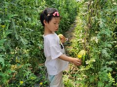 -庞各庄翠芳园西瓜蔬菜基地采摘园