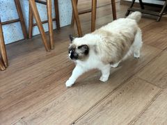 -有猫主题·治愈系猫咖(曾厝垵店)