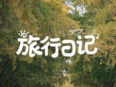 -三里屯东五街银杏大道