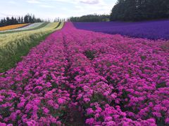 -富田农场