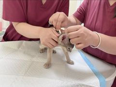 -纳吉亚猫专科动物医院博雅分院