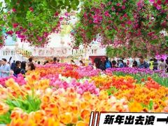 -百万葵园